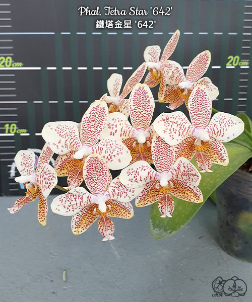 美琪園藝Miki Orchid - 品種詳細頁
